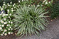 Silvery Sunproof Variegated Lily Turf