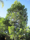 Fern Podocarpus