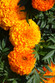 Marigold - Colorpack