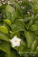 Double-Flowering Crape Jasmine - Monrovia
