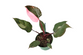 (Pre-Order) Pink Princess Philodendron
