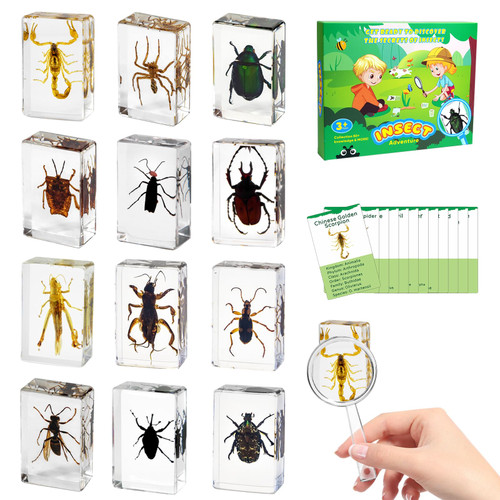 Resin Specimens with Magnifier & Info Cards, Unique