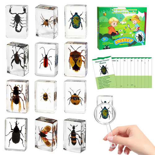 Classroom Science Education Animal Specimens, Bug Preserved, Oddities, Biology