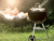 Weber Original Kettle Charcoal Grill