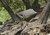 Hammock: Portable Bug Prevention Hammock with Carabiners and Hanging Kit