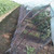 /Fish Ponds/Garden Protective Mesh Net - 1 inch Mesh Size