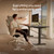 Desktronic HomeOne Standing Desk 54x28 — Ergonomic Sit Stand Home Office Desk, Made in Europe, Electric Dual Motor Height Adjustable, USB & USB-C Charging, Wobble-Free, Touchscreen, 3 Memory Presets