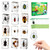 Classroom Science Education Animal Specimens, Bug Preserved, Oddities, Biology