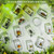 Classroom Science Education Animal Specimens, Bug Preserved, Oddities, Biology