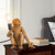 Creative Desk Lighting Fixture,DecorativeLamps Living Room,Gold Monkey Light,Whimsical Design