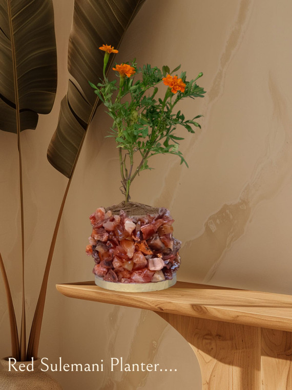 Red Sulemani Planter