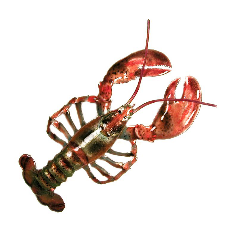 Bovano Lobster Enameled Copper Wall Art | W187