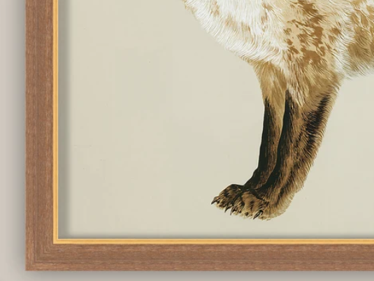 Martha Stewart Bedford | Farm Wildlife Portrait: Fox | Framed Wall Art | WWDMS00056a