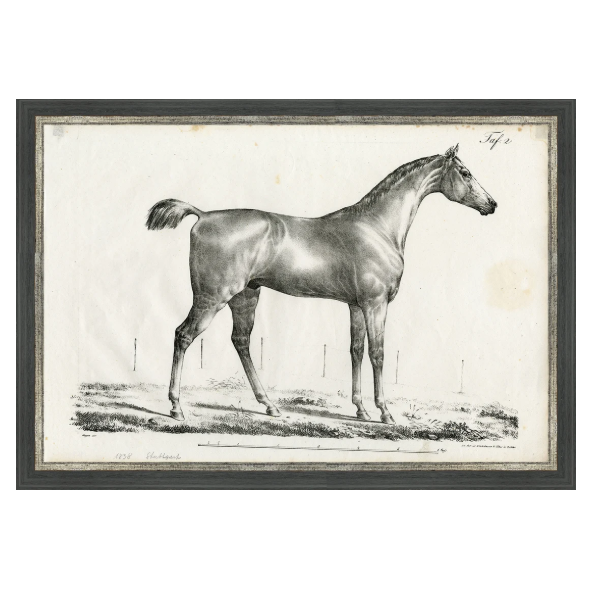 Martha Stewart Bedford | Equestrian Study: Standing Horse | Framed Wall Art | WWDMS00046