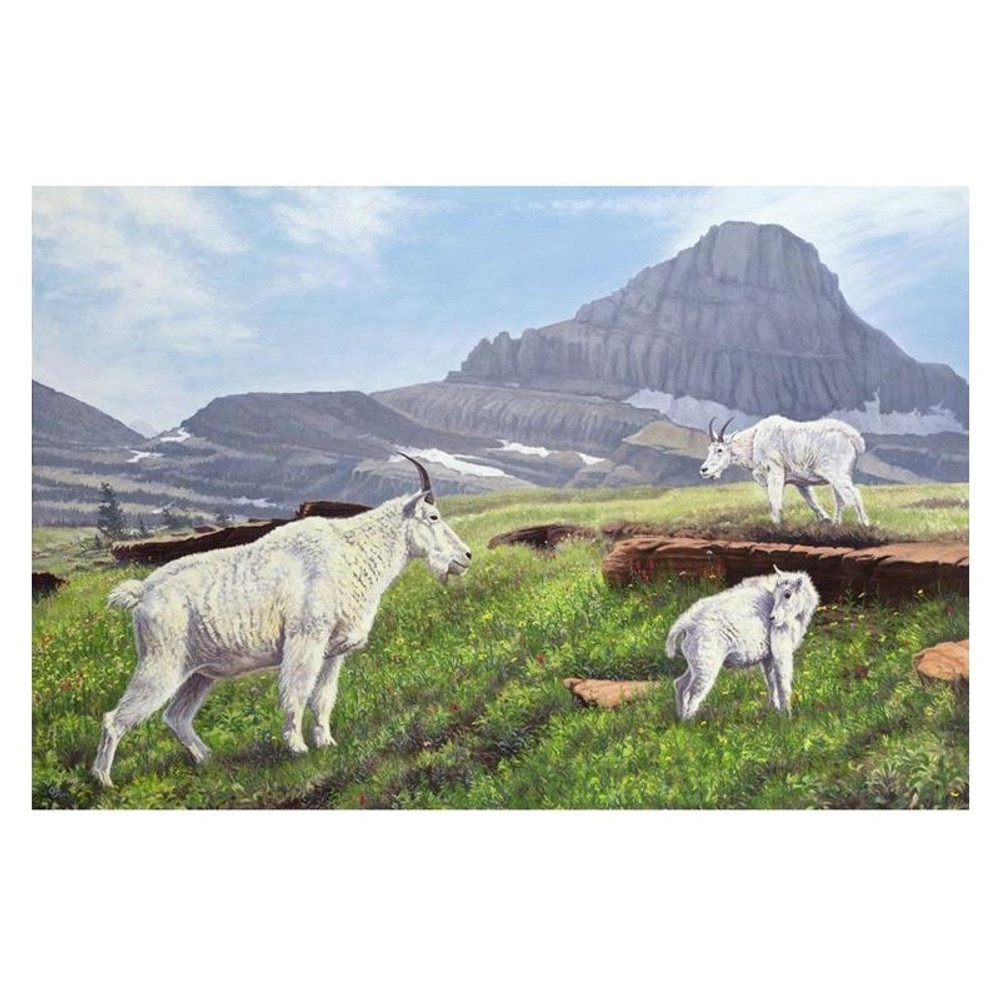 Mountain Goat Print "Summer in the High Country" | Gary Johnson | GJgcsithc