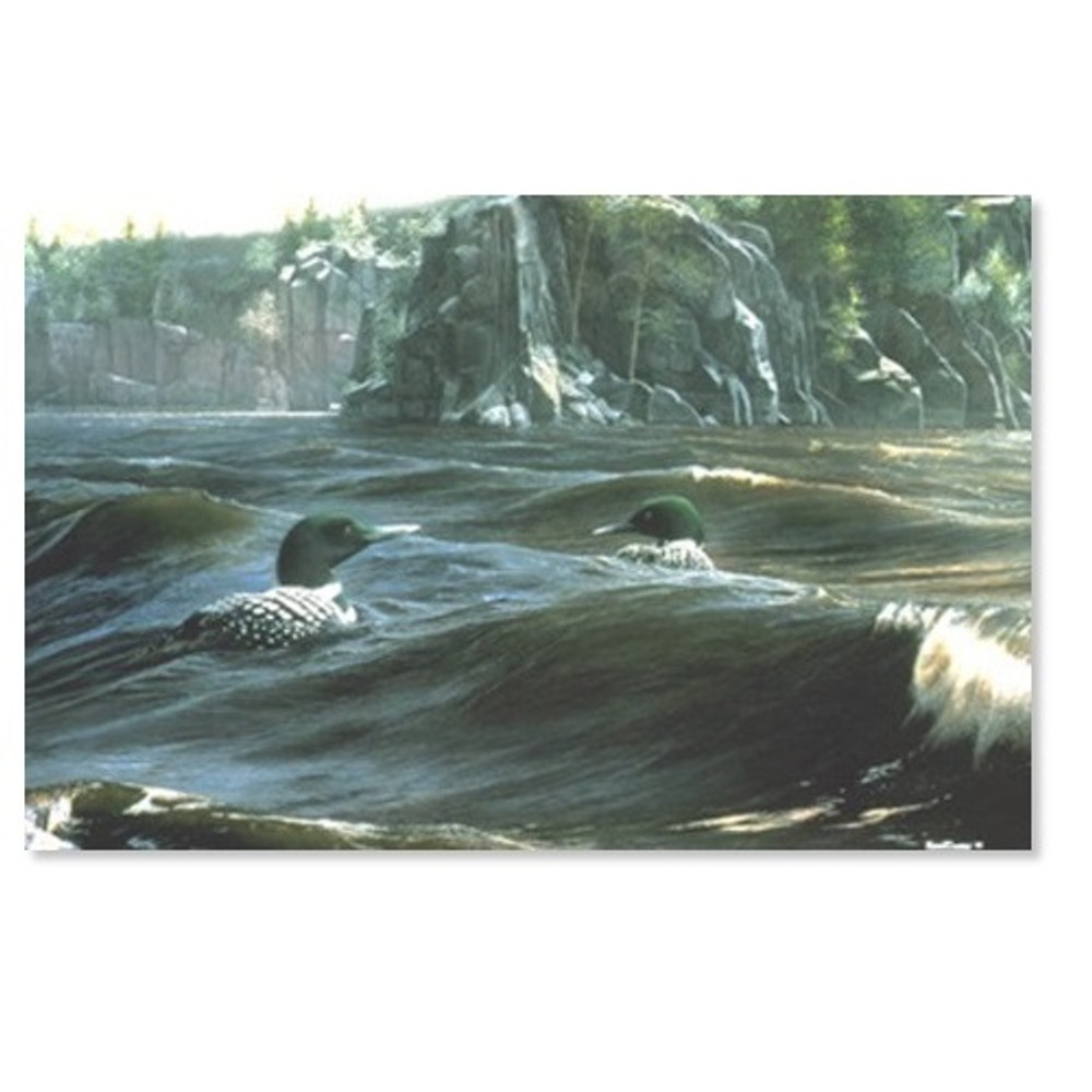 Loon Print "Mystic Point" | Kevin Daniel | KD110