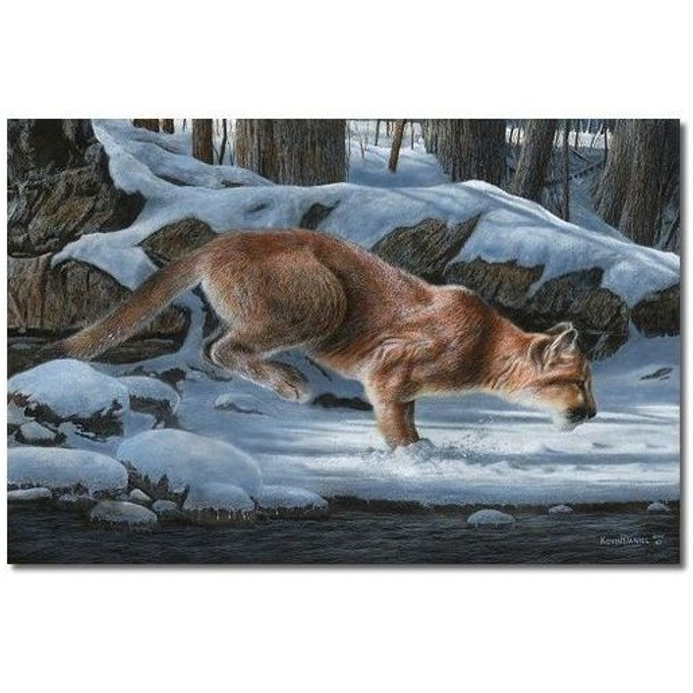 Mountain Lion Print "Out of the Shadows" | Kevin Daniel | KD152