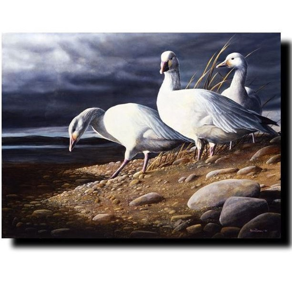 "Snow Geese" Print | Kevin Daniel | KD373