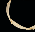 Eucalyptus Leaf Gold 18" Collar Necklace | Michael Michaud | 7593V | Nature Jewelry 