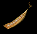 Pea Pod Pearl and Gold Pin | Michael Michaud | 5647V | Nature Jewelry