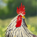 Brooks Rooster Iron Garden Statue | Zaer International | ZR220902