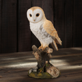 Barn Owl on Branch | USIWU78042AA