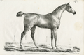 Martha Stewart Bedford | Equestrian Study: Standing Horse | Framed Wall Art | WWDMS00046