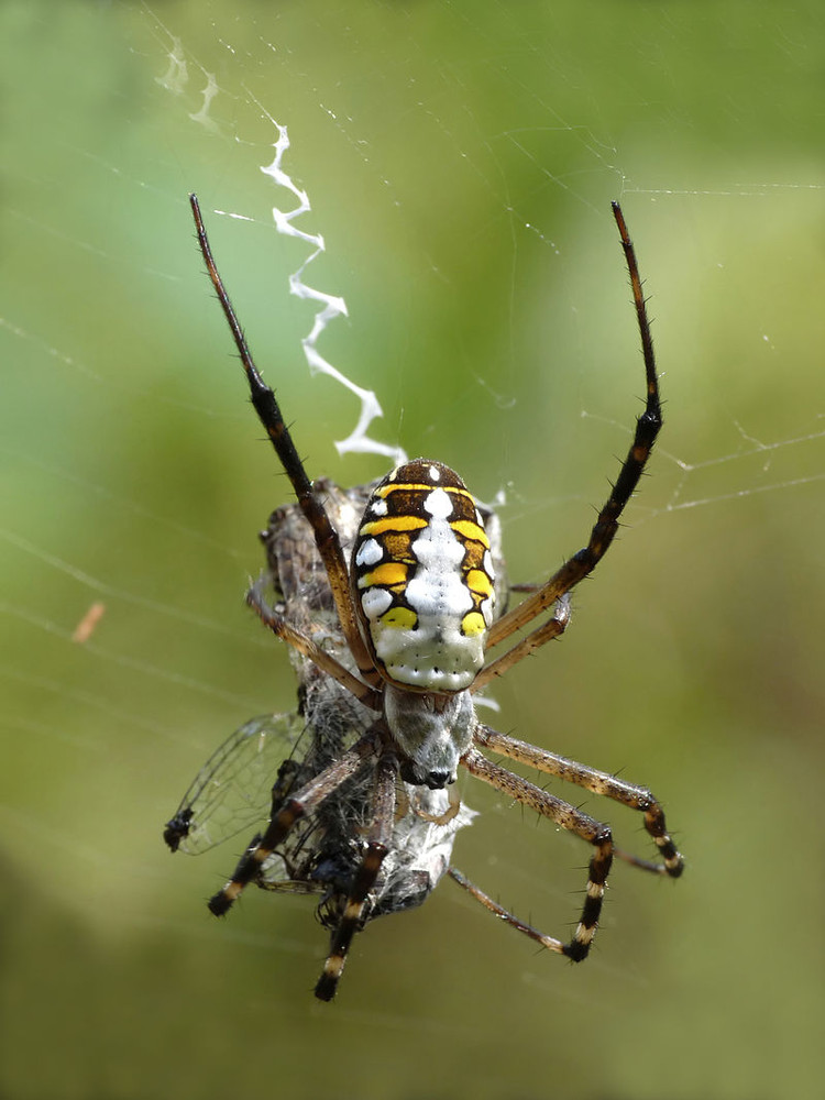 Orb-Weaving Spiders and their Elaborate Webs