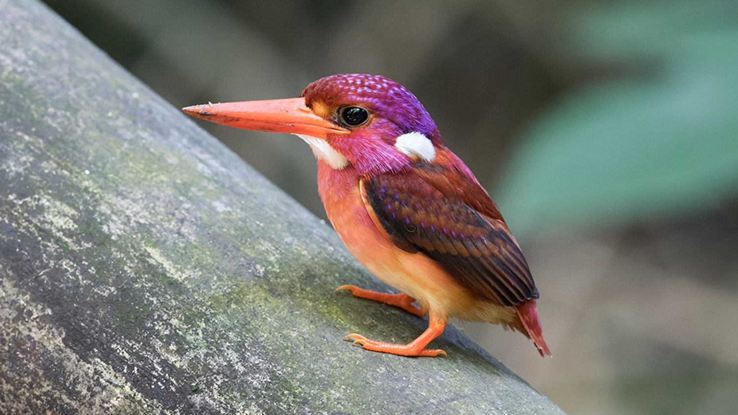 South Philippine Dwarf Kingfisher Spotted