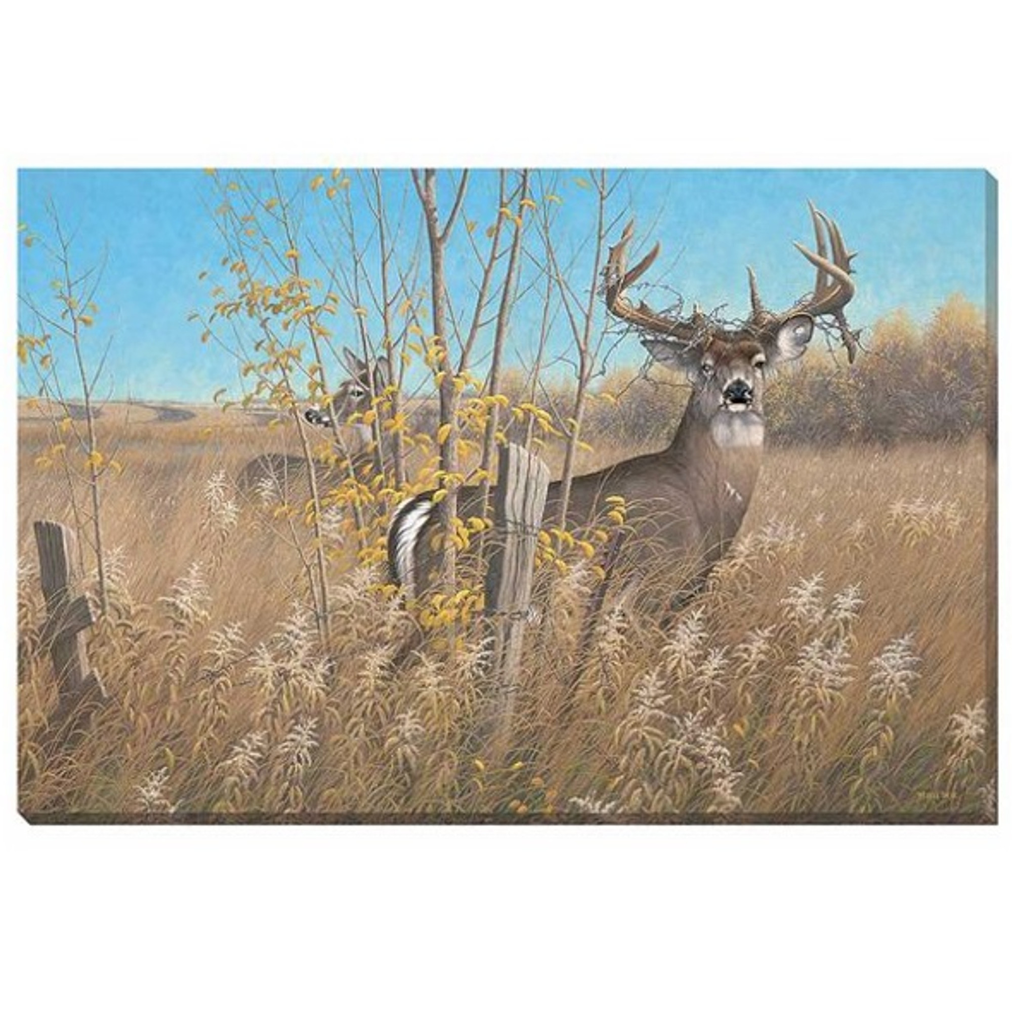 whitetail deer wall art