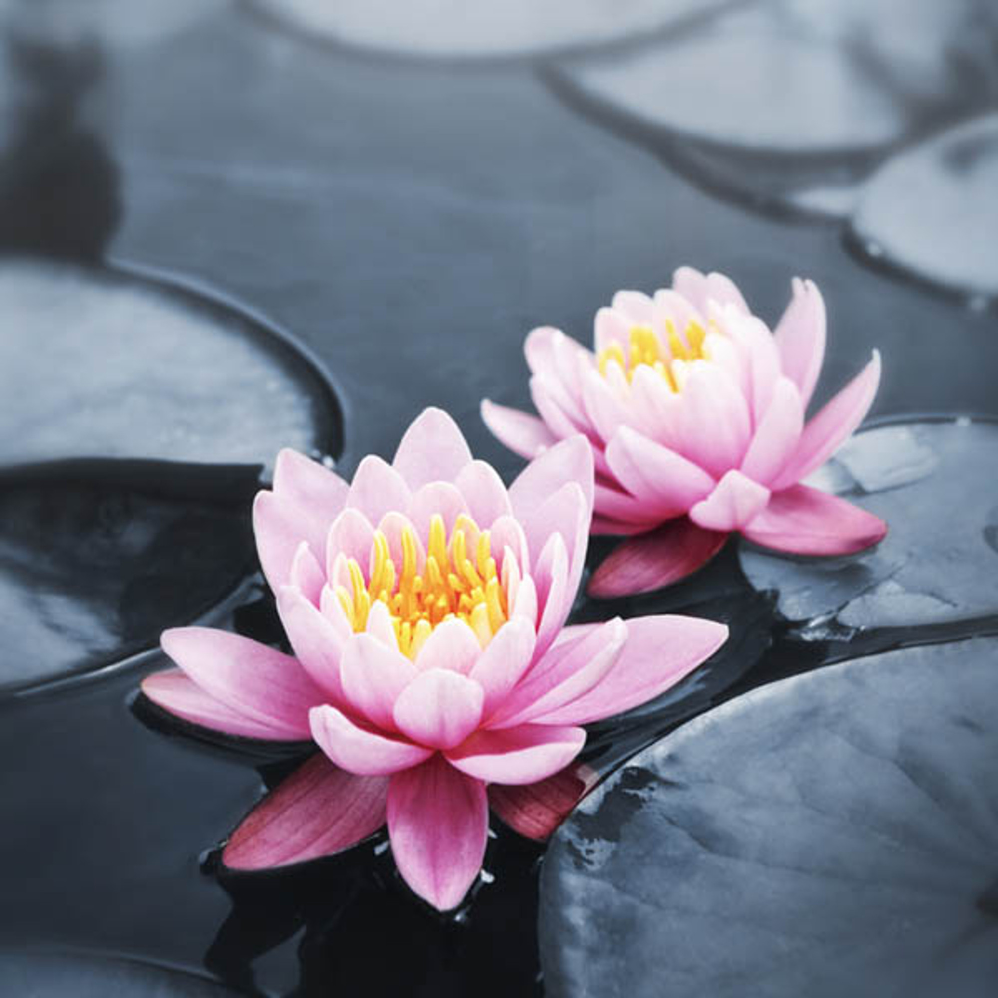 lotus blossom