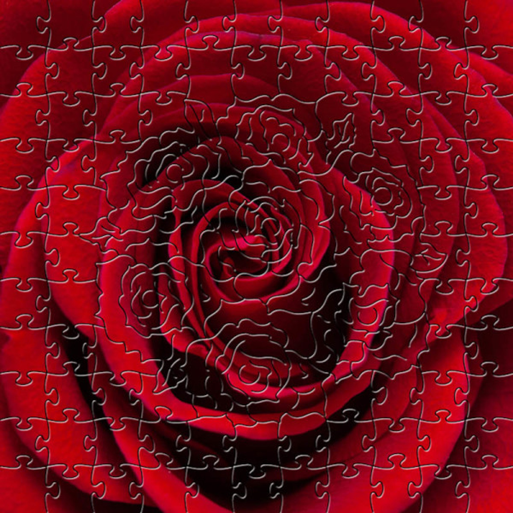 large red rose puzzle