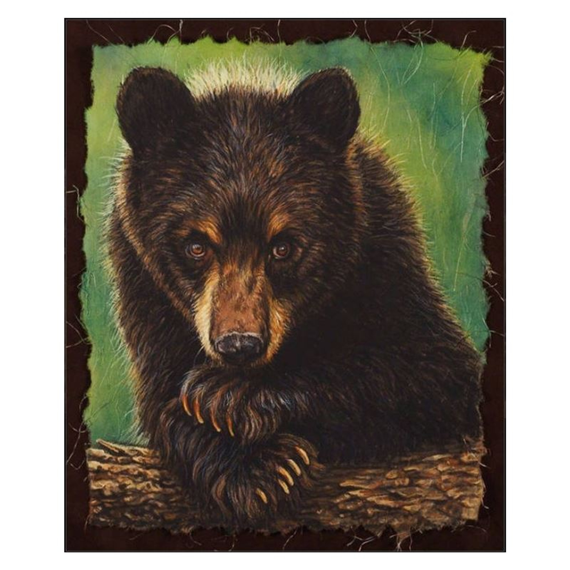Black Bear Print | The Curious One | Gary Johnosn black-bear-print-the-curious-one-gary-johnosn