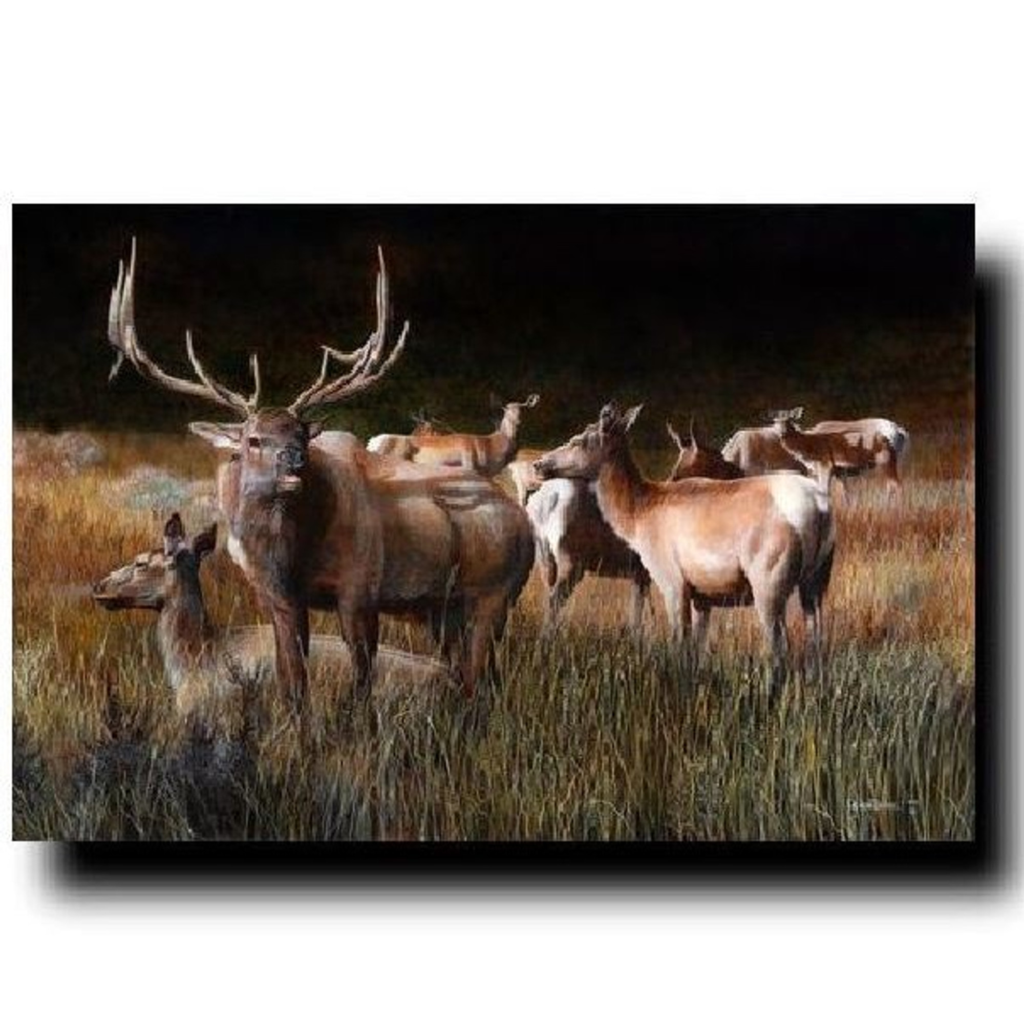 Elk Print | The Gathering | Kevin Daniel