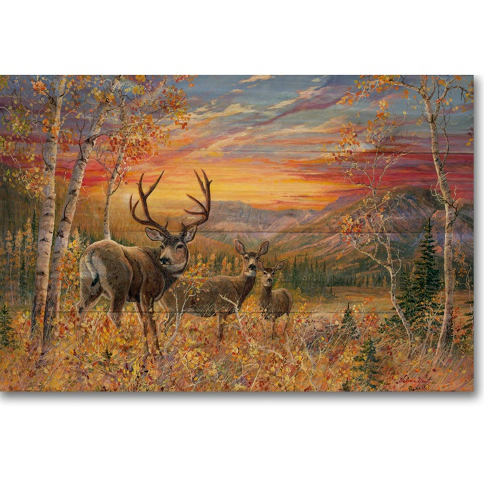 Mule Deer Sunset Stock Photo