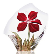 Red Orchid Flower Crystal Sculpture | 33819 | Mats Jonasson Maleras