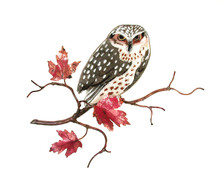 Bovano Owl on Maple Leaf Branch Enameled Copper Wall Art | W8093