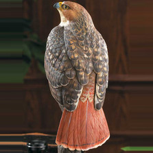 Red-tailed Hawk Sculpture | 6842062501 -2