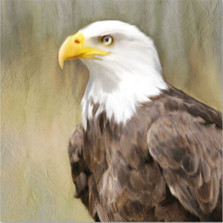 Bald Eagle Gallery Wrapped Canvas – Wild Wings