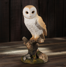 Barn Owl on Branch | USIWU78042AA