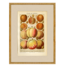 Martha Stewart Bedford Orchard Study: Peaches | Framed Country Farmhouse Wall Art | WWDMS00042