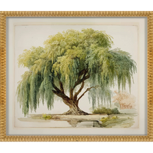 Martha Stewart Bedford | Seasonal Landscape: Willow Tree | Framed Wall Art | WWDMS00054