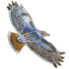 Red Tailed Hawk Cloisonne Pin | Bamboo Jewelry | bj0096p