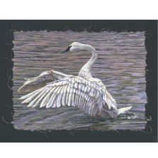 Trumpeter Swan Print "Taking Flight" | Gary Johnson | GJgctf