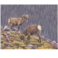 Bighorn Sheep Print "Tenants of the Tundra" | Gary Johnson | GJgctott