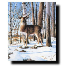 Deer Print "Simply Curious" | Kevin Daniel | KD145