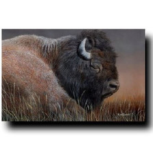 Buffalo Print "American Bison" | Kevin Daniel | KD275