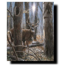 Deer Buck Print "Woodland Sentry" | Kevin Daniel | KD277