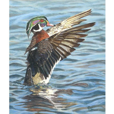 Wood Duck Print "Woodie" | Gary Johnson | WDUCK