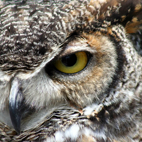 Great-Horned-Owl-800x800px__25446.150239